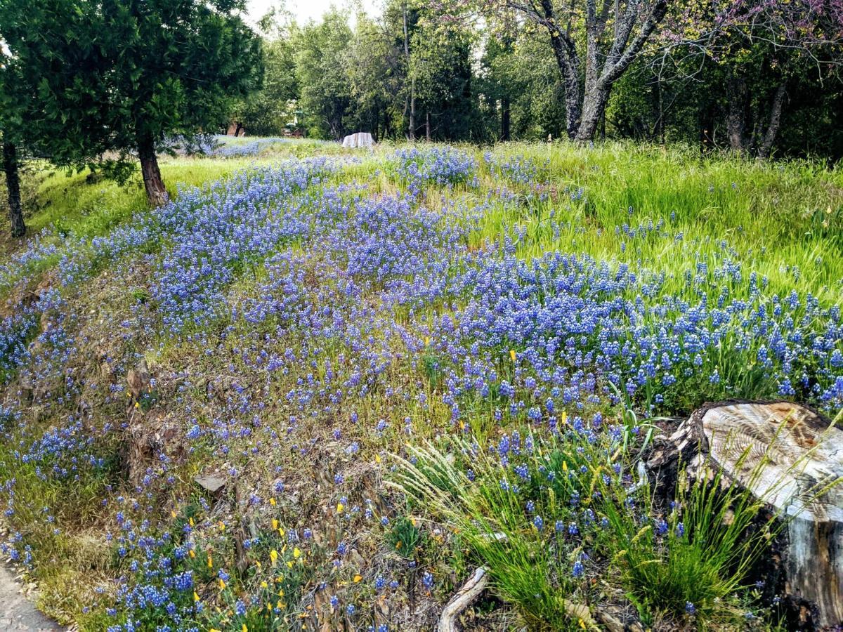 גרובלנד Breckenridge Chalet Near Yosemite. Dog Friendly! מראה חיצוני תמונה